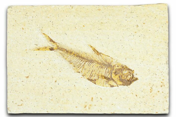 Detailed Fossil Fish (Diplomystus) - Wyoming #367567